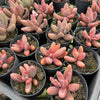 [PACK of 10 PLANTS] x xPachysedum 'Ganzhou' (SMALL)