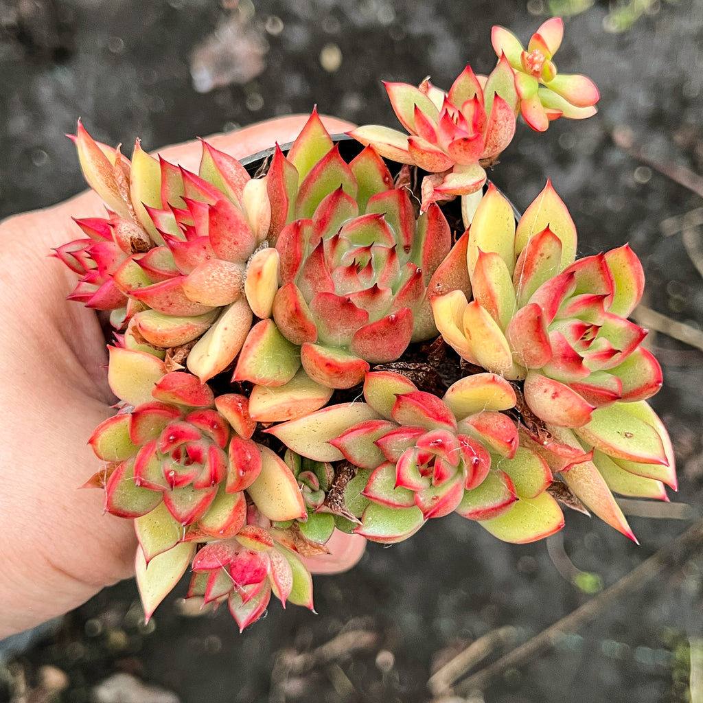 [PACK of 10 PLANTS] x Echeveria Agavoides 'Everest'