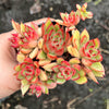 [PACK of 10 PLANTS] x Echeveria Agavoides 'Everest'