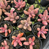 [PACK of 10 PLANTS] x xPachysedum 'Ganzhou' (SMALL)