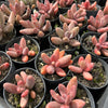 [PACK of 10 PLANTS] x xPachysedum 'Ganzhou' (SMALL)