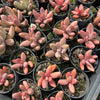 [PACK of 10 PLANTS] x xPachysedum 'Ganzhou' (SMALL)