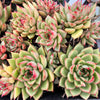 [PACK of 10 PLANTS] x Echeveria Agavoides 'Everest'
