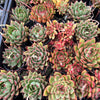 [PACK of 10 PLANTS] x Echeveria Agavoides 'Everest'