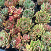 [PACK of 10 PLANTS] x Echeveria Agavoides 'Everest'
