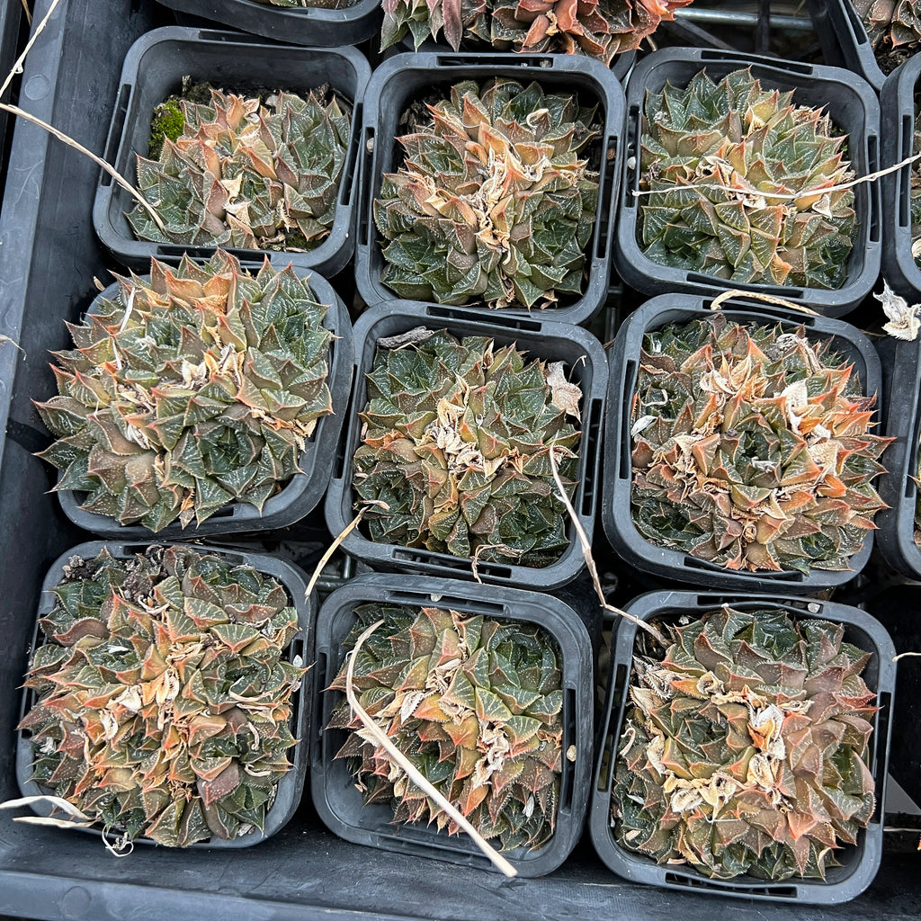 [PACK of 10 PLANTS] x Haworthia hybrid - Type 7 (CLUSTER)
