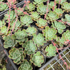 Echeveria 'Raindrops' (young plant)(NO DROPS)
