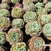 [PACK of 10 PLANTS] x Echeveria 'ROSALIA'