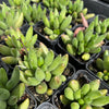 [PACK of 10 PLANTS] x Adromischus filicaulis subsp. marlothii