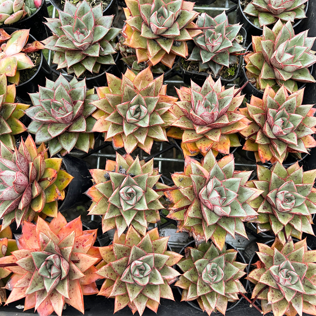 [PACK of 10 PLANTS] x Echeveria Dionysos Monokerotis