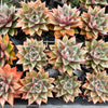 [PACK of 10 PLANTS] x Echeveria Dionysos Monokerotis