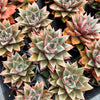 [PACK of 10 PLANTS] x Echeveria Dionysos Monokerotis