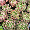 [PACK of 10 PLANTS] x Echeveria 'Golden Bear'