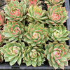 [PACK of 10 PLANTS] x  Echeveria 'Captain Rose'