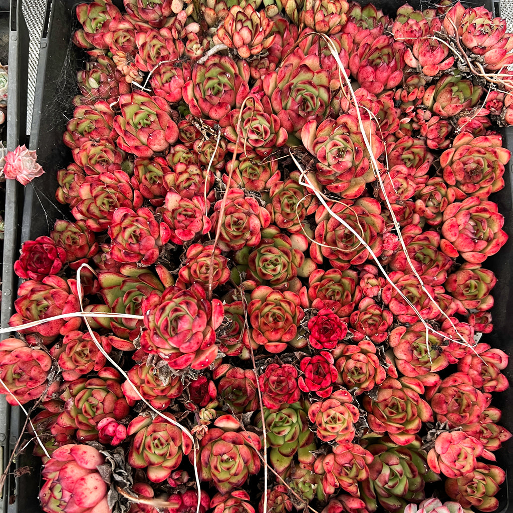 [PACK of 10 PLANTS] x  Echeveria 'Puli-lindsayana'