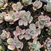 [PACK of 10 PLANTS] x Echeveria Decora