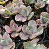 [PACK of 10 PLANTS] x Echeveria Decora