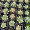 [PACK of 10 PLANTS] x Echeveria ‘Scarlet’