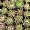 [PACK of 10 PLANTS] x Echeveria 'Golden Bear'