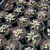 [PACK of 10 PLANTS] x Haworthia Wimii Hybrid (aka. H. Silver kiwi )