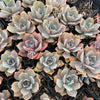 [PACK of 10 PLANTS] xGraptoveria 'Mrs Richards'
