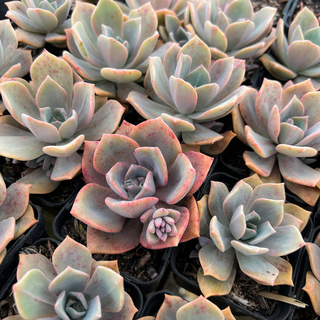 [PACK of 10 PLANTS] xGraptoveria 'Mrs Richards'