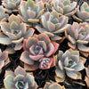 [PACK of 10 PLANTS] xGraptoveria 'Mrs Richards'