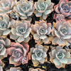 [PACK of 10 PLANTS] xGraptoveria 'Mrs Richards'