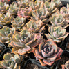 [PACK of 10 PLANTS] xGraptoveria 'Mrs Richards'