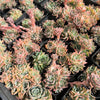 [PACK of 10 PLANTS] x Echeveria 'Hyalina's choice' (Multi heads)
