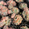 [PACK of 10 PLANTS] x Echeveria 'Hyalina's choice' (Multi heads)