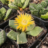 [PACK of 10 PLANTS] x Aloinopsis luckhoffii