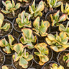[PACK of 10 PLANTS] x Crassula arborescens 'Blue Bird' Variegata