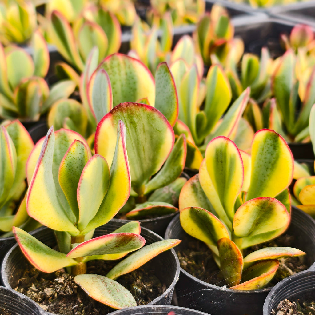 [PACK of 10 PLANTS] x Crassula arborescens 'Blue Bird' Variegata