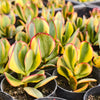 [PACK of 10 PLANTS] x Crassula arborescens 'Blue Bird' Variegata