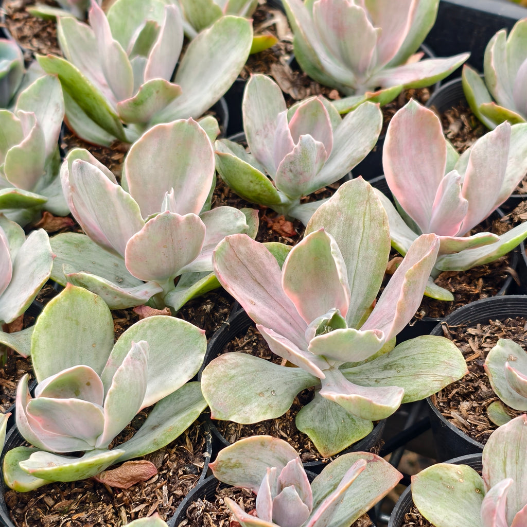 [PACK of 10 PLANTS] x Echeveria Decora