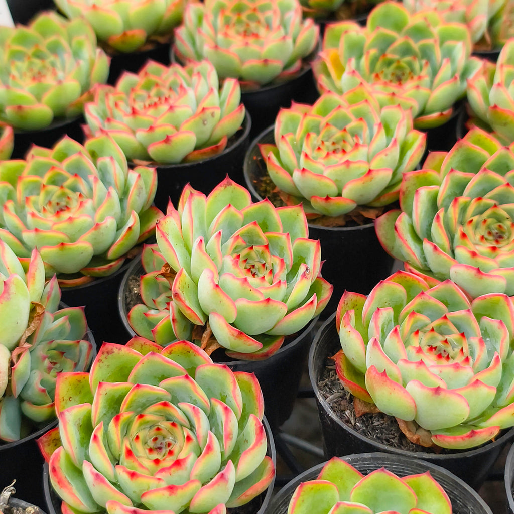 [PACK of 10 PLANTS] x  Echeveria Crystal Fairy