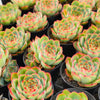 [PACK of 10 PLANTS] x  Echeveria Crystal Fairy