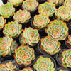 [PACK of 10 PLANTS] x  Echeveria Crystal Fairy