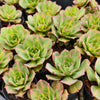 [PACK of 10 PLANTS] x Aeonium 'Lemon-Lime' (aka. A. Starburst)