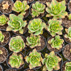 [PACK of 10 PLANTS] x Aeonium 'Lemon-Lime' (aka. A. Starburst)