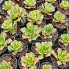 [PACK of 10 PLANTS] x Aeonium 'Lemon-Lime' (aka. A. Starburst)