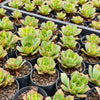 [PACK of 10 PLANTS] x Aeonium 'Lemon-Lime' (aka. A. Starburst)