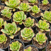 [PACK of 10 PLANTS] x Aeonium 'Lemon-Lime' (aka. A. Starburst)