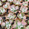 [PACK of 10 PLANTS] x Echeveria Linguas