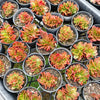 [PACK of 10 PLANTS] x Echeveria Fimbriata Fasciculata Crest