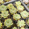 [PACK of 10 PLANTS] x Echeveria 'Californica Queen'