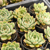 [PACK of 10 PLANTS] x Echeveria 'Californica Queen'