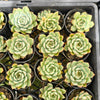 [PACK of 10 PLANTS] x Echeveria 'Californica Queen'
