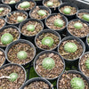 [PACK of 10 PLANTS] x Sempervivum ciliosum var. borisii